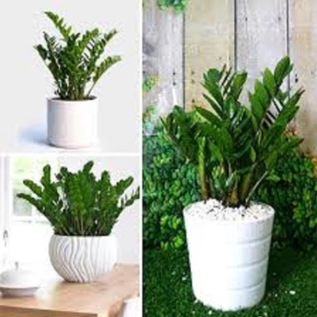 Cây KIM TIỀN gửi đi nguyên chậu tặng kèm PHÂN SIÊU LÂN giúp cây xanh lá, sinh trưởng và phát triển tốt.