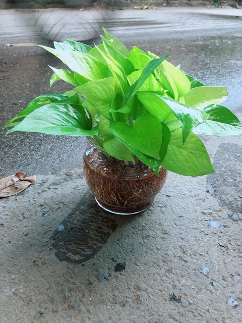 Trầu Bà Thái Vàng Trồng Thuỷ Sinh