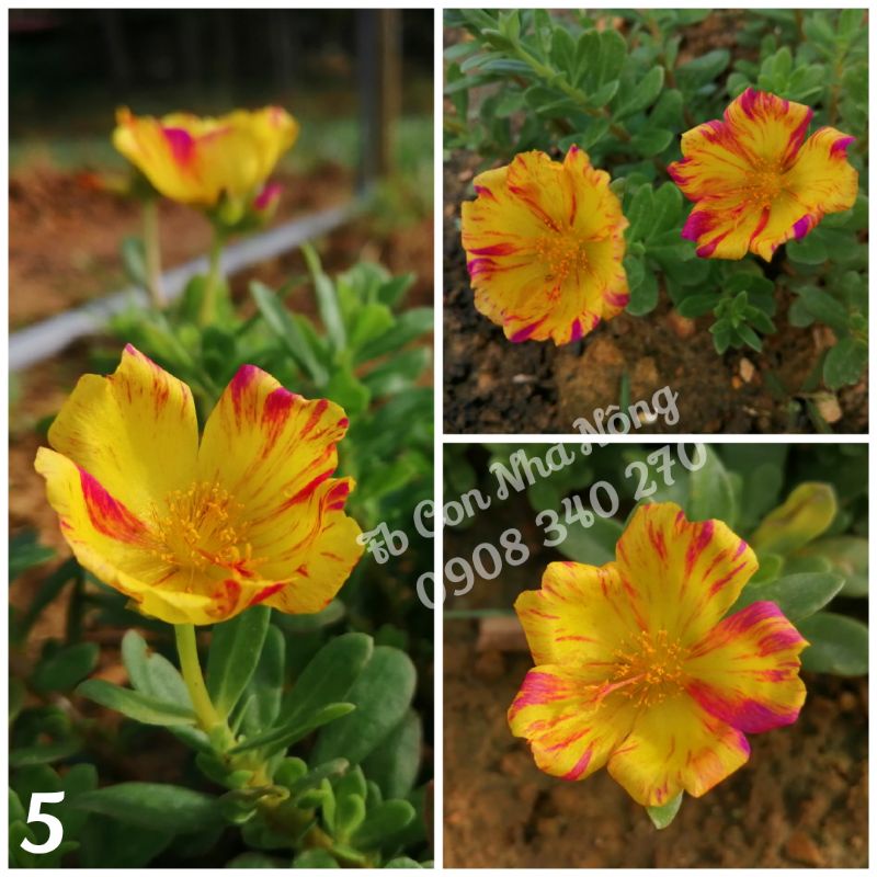 3 cành sam đơn vàng sọc đỏ tươi