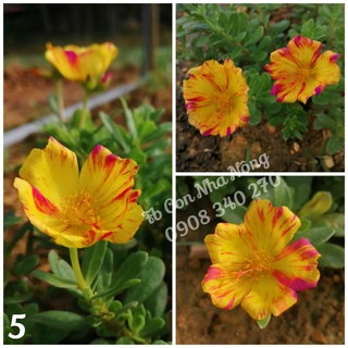 3 cành sam đơn vàng sọc đỏ tươi