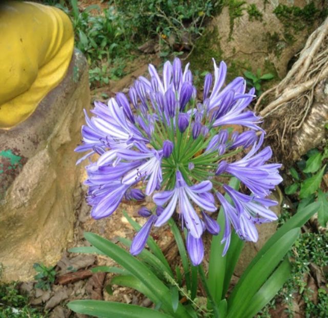 CỦ HOA THANH ANH ĐÀ LẠT ( HOA ARAPANG )