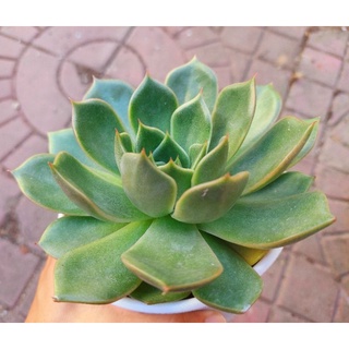 Sen đá Đế Vương Hồng/Xám - Hư 1 đổi 1- Cây cảnh trang trí- HOA ĐÁ shop