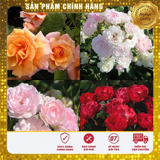 Hạt Giống Cây Hồng Thơm mix Nga