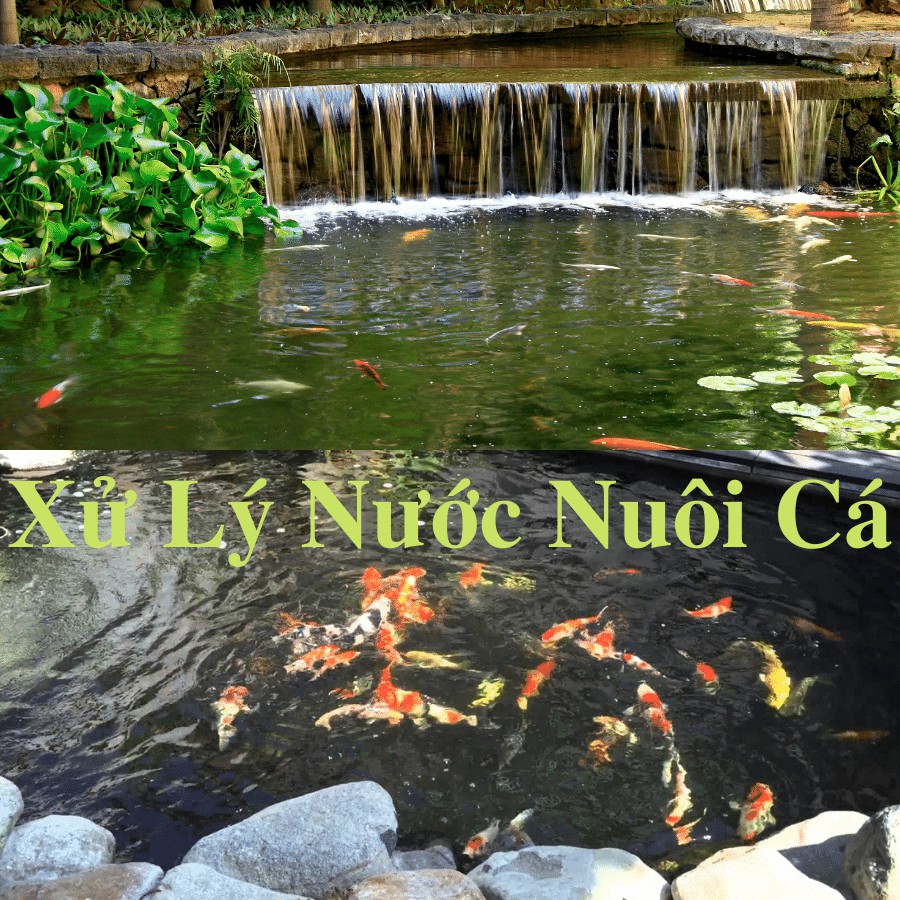 Chế phẩm vi sinh xử lý nước Bể Cá lọc Nước Phèn Ăn Uống & Sinh Hoạt Bể Bơi nuôi Tôm Cá Chăn Nuôi Wat-Cleane