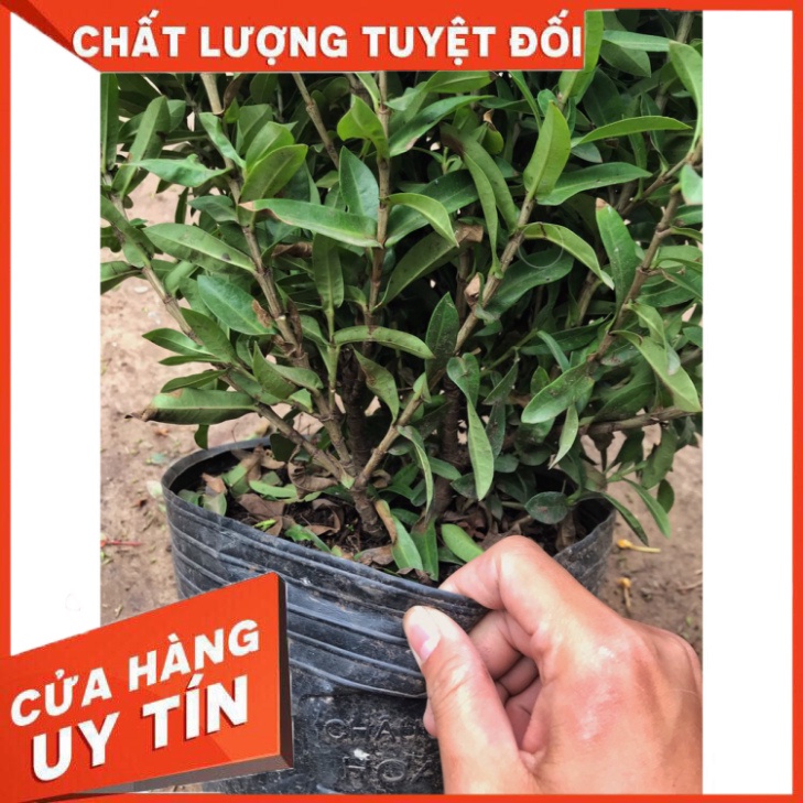 Cây mẫu đơn vàng . cao 30cm hoa nở rộ bắt mắt chịu nhiệt tốt dễ dàng chăm sóc hợp trồng cảnh quan