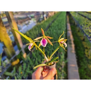 HOA LAN BRASS ĐUÔI CÔNG CÂY GIỐNG
