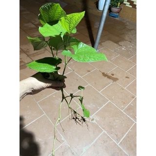 cây lá lốt (10 cây tặng2)