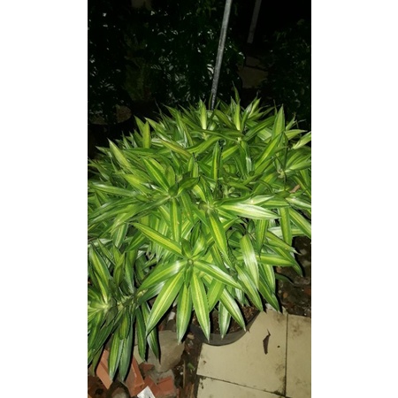 Cây Trúc Bách Hợp  cao 80cm