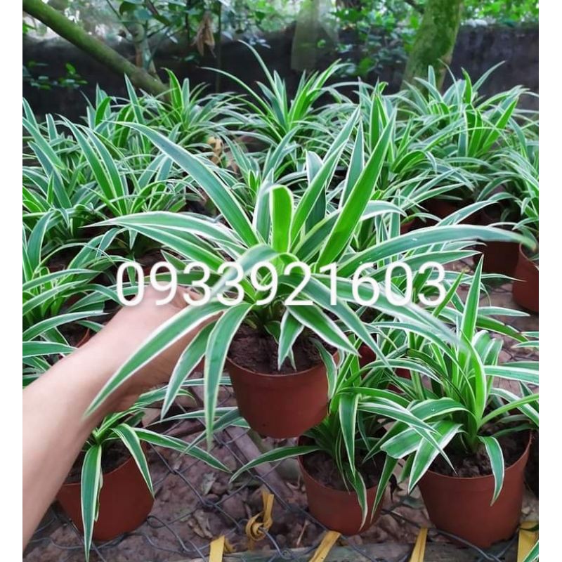 Cụm cỏ lan chi