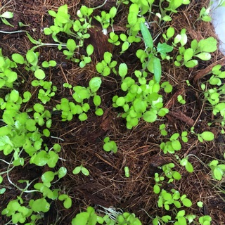 Đất Trồng Lưỡi Hổ 1kg