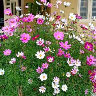 Hạt giống hoa sao nhái mix