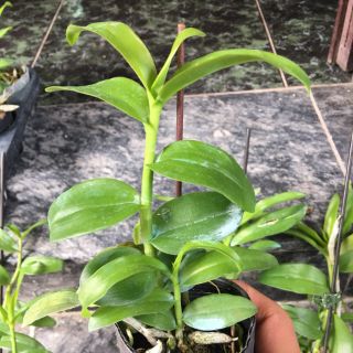 Giã Hạc Châu Như