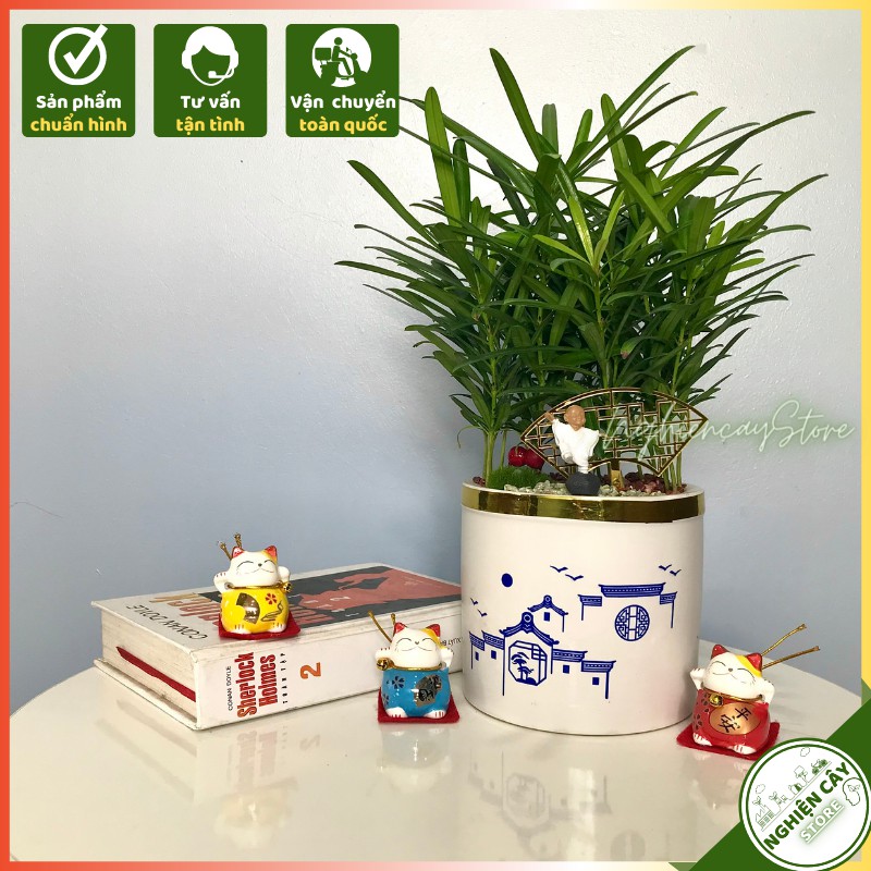 Cây tùng la hán chậu tiểu cảnh trang trí bàn làm việc, quầy thu ngân, làm quà tặng ý nghĩa