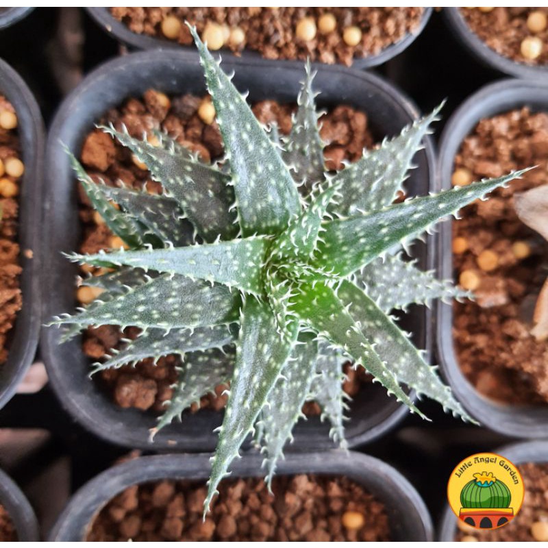 Haworthia Leaved Aloe đã thuần khí hậu, dễ chăm