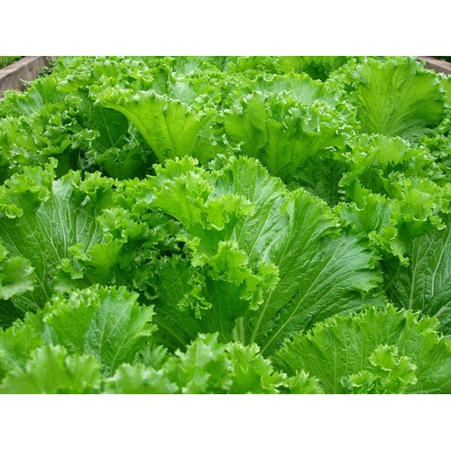 [Rẻ Vô Địch] hạt giống Cải bẹ mào gà ( Cải canh)