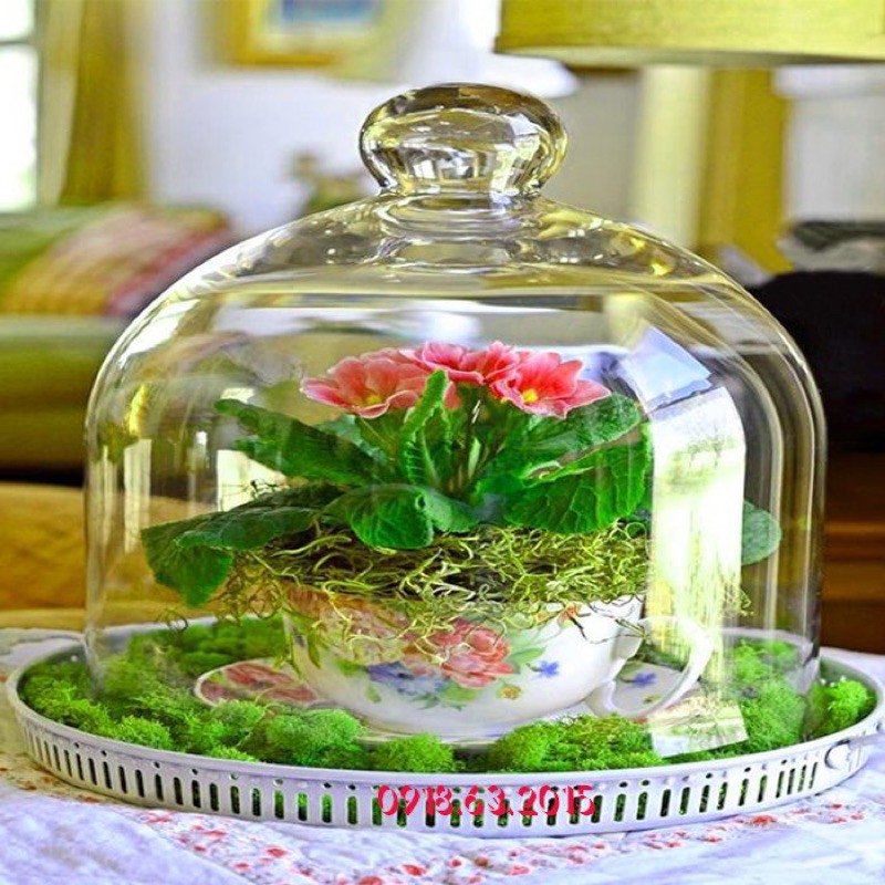 Nắp chụp bánh hàng thủy tinh hàng dày 17cm cao 15,5cmkhông kèm đế)