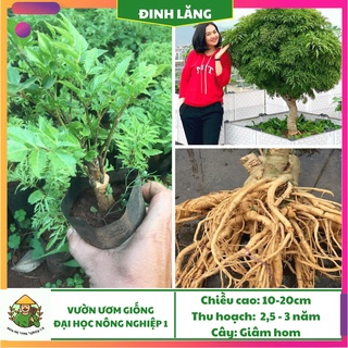 Cây giống Đinh lăng nếp f1, giống đinh lăng đại học nông nghiệp 1, cây đinh lăng nếp cao 10cm-20cm