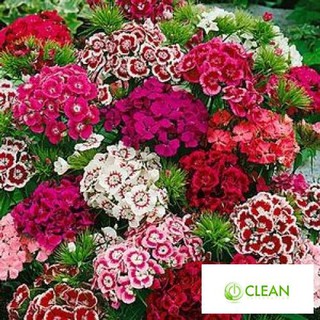 Hạt giống Hoa Cẩm Chướng Chùm 20 Hạt