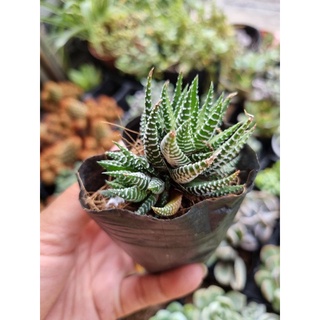 Combo 10 sen đá size bầu 5-7cm (10 loại khác nhau)