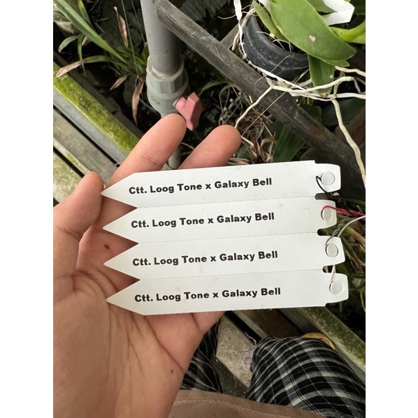 Catleya mini Loog Tone x Galaxy cây trung màu mới