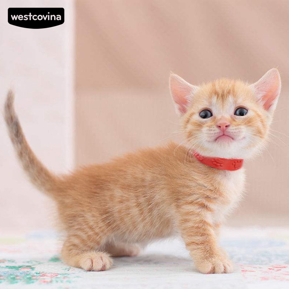 ( mới ) Vòng cổ chống bọ chét / bọ chét cho thú cưng