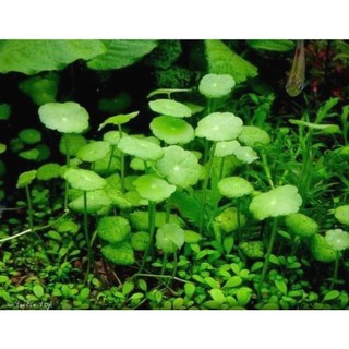 Cây sen dù thủy sinh- cây thủy sinh dễ trồng dễ chăm sóc