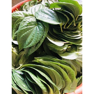 100gr Lá trầu không tươi