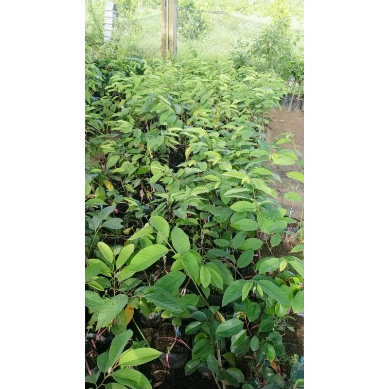 CÂY GIỐNG NA DỨA ĐÀI LOAN