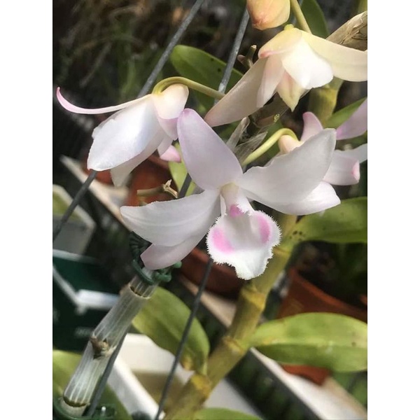 phi điệp hồng yên thủy