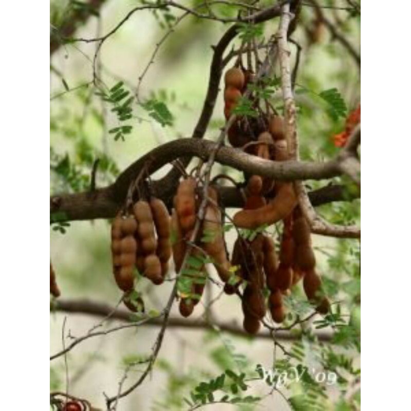 Me Lào muối tôm Tây Ninh - 500g | BigBuy360 - bigbuy360.vn
