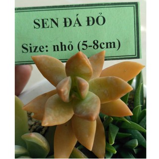 Sen đá đỏ - size nhỏ