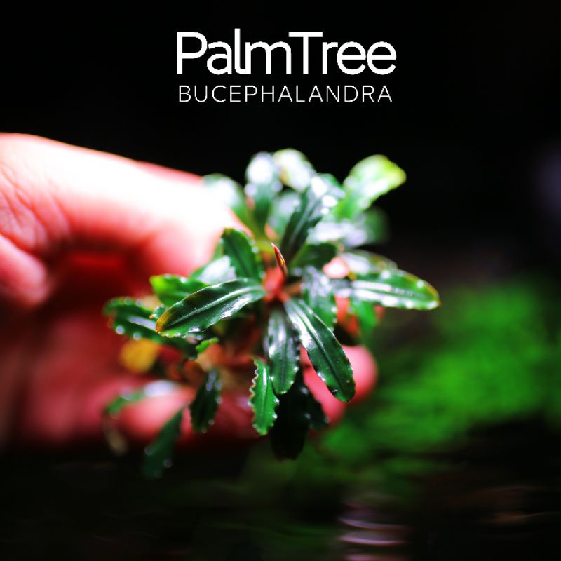 Palmtree | cây thủy sinh lá dài | hàng ngọn | lá cạn