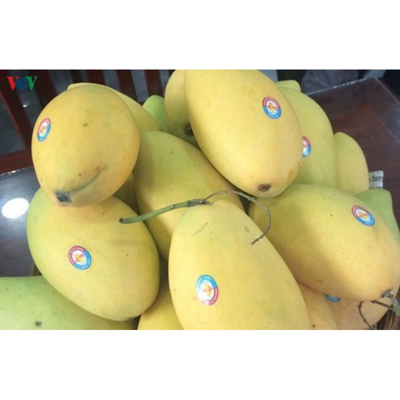 Xoài  Cát  Hòa  Lộc.