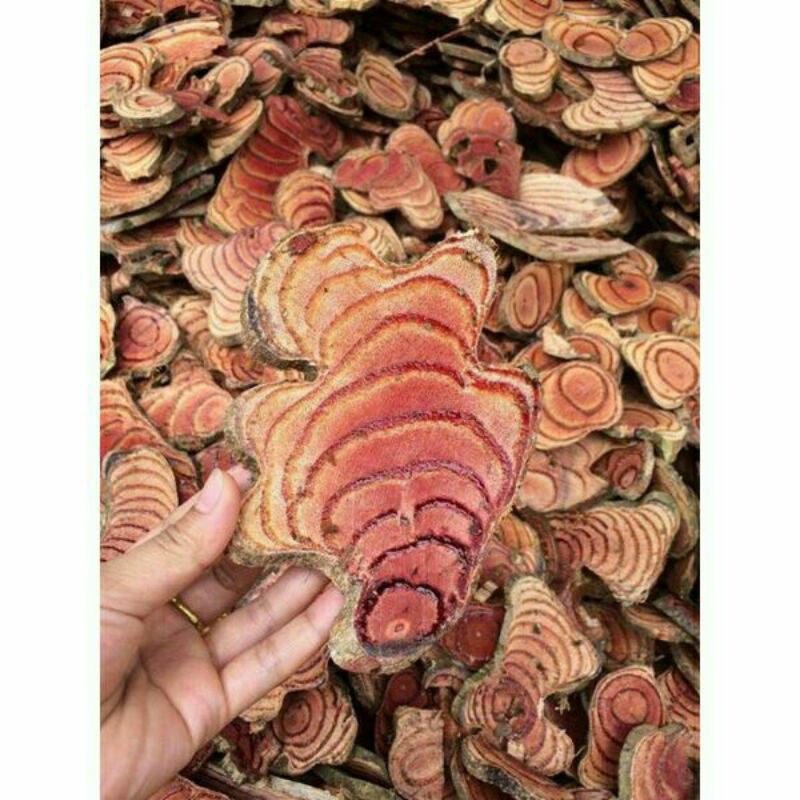 Sỉ lẻ cây cỏ máu 1kg