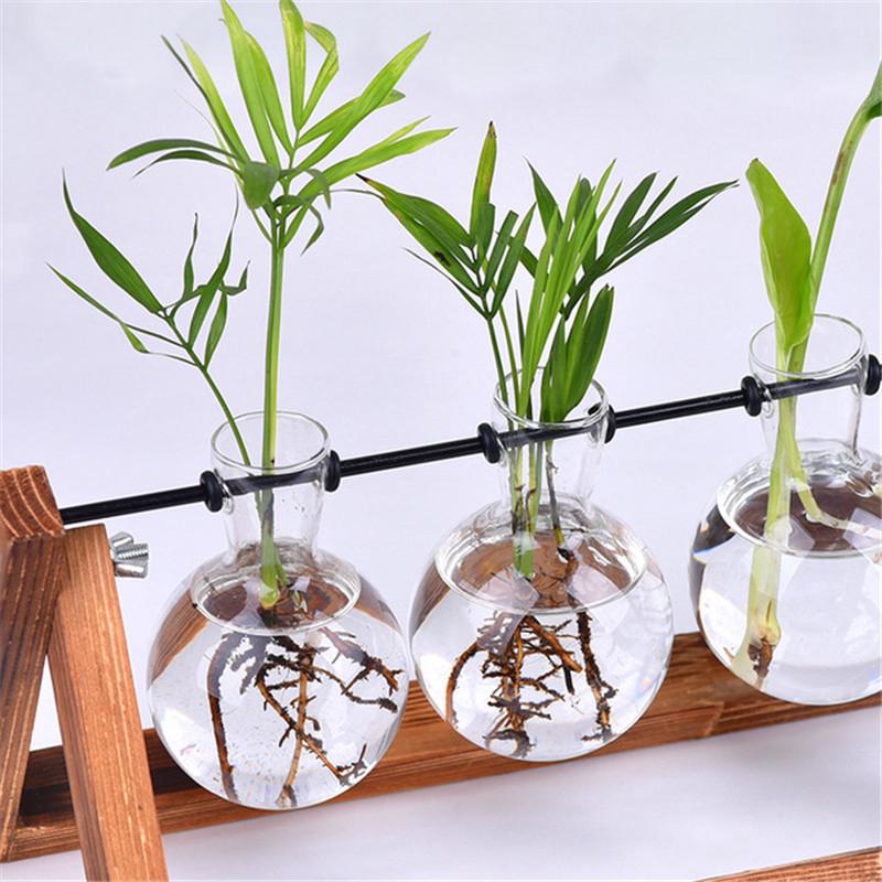 Chậu thủy tinh trồng cây kiểng