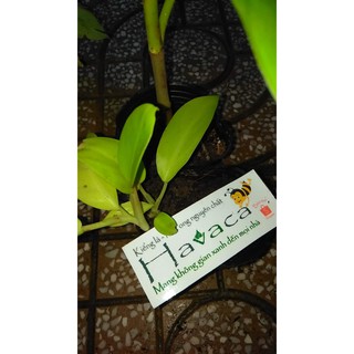Trầu bà cột lá vàng