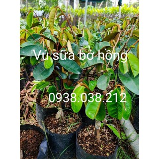 Cây giống vú sữa bơ hồng