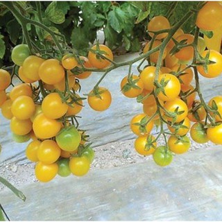 4h hạt giống cà chua lùn  vàng