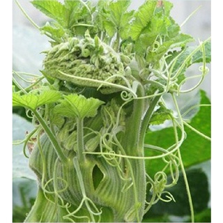 Hạt giống bi ngọn ( bí siêu đọt ) CT06- Gói 5gram