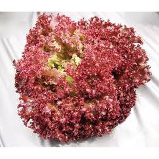 Hạt Giống Xà Lách Xoăn Tím