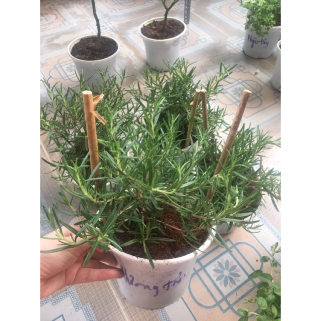 Cây hương thảo ( rosemary )
