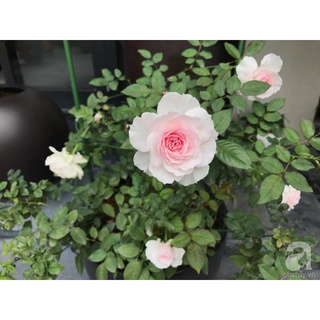 Cây hoa hồng ngoại Misaki + tặng phân bón cho cây khỏe mạnh