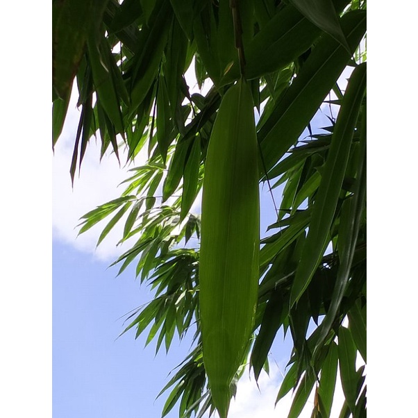 500g lá tre tươi tự nhiên lá vừa để gói bánh...