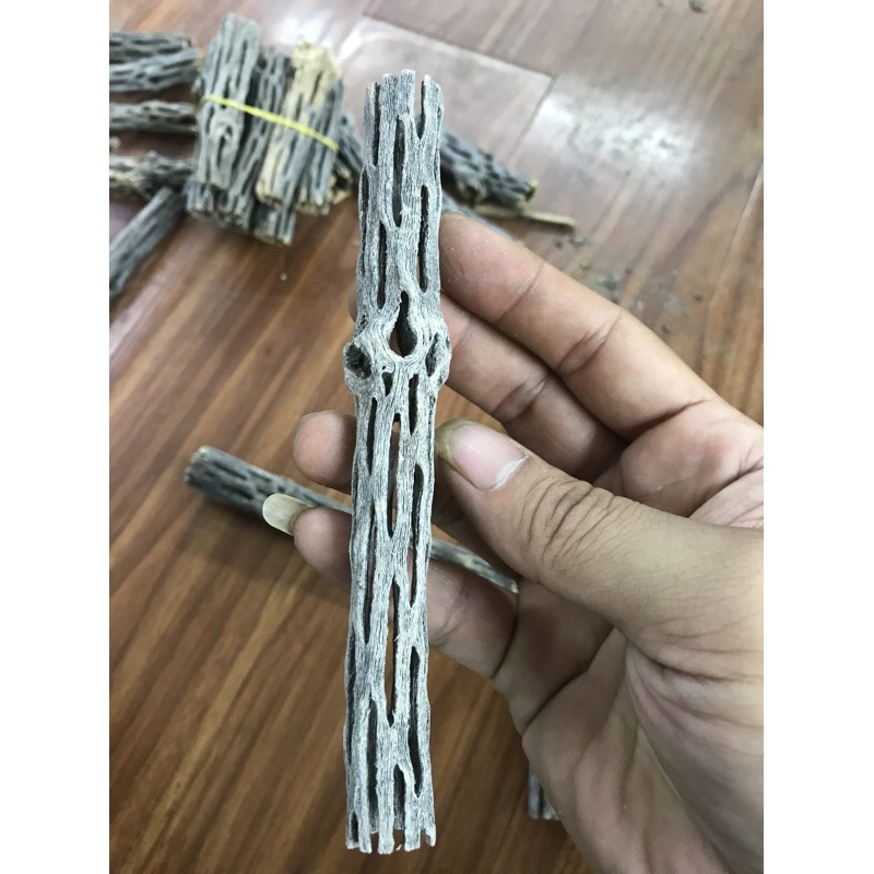 lũa cholla nhỏ