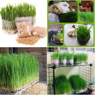 Hạt giống cỏ lúa mì lúa mạch cho thú cưng - chó mèo chim hamster 100gr