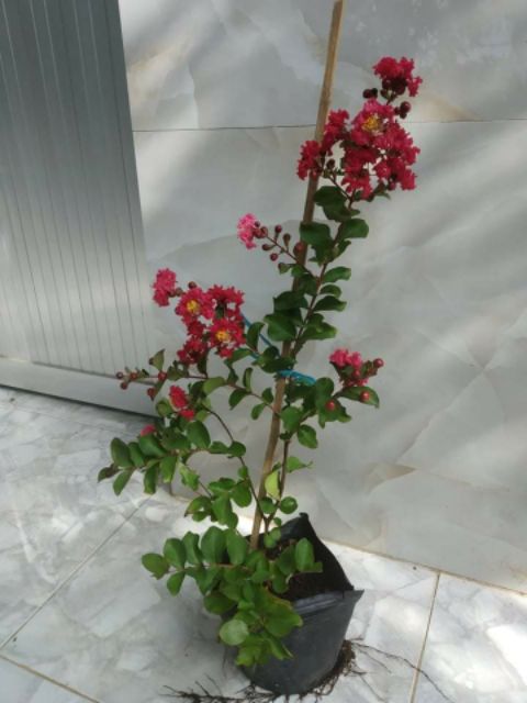 Tường vi đỏ