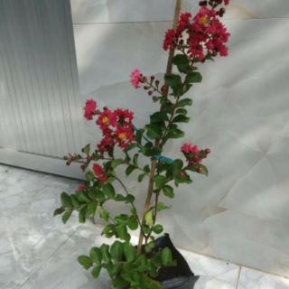 Tường vi đỏ đô.hết mùa hoa(tặng kèm phân bón)
