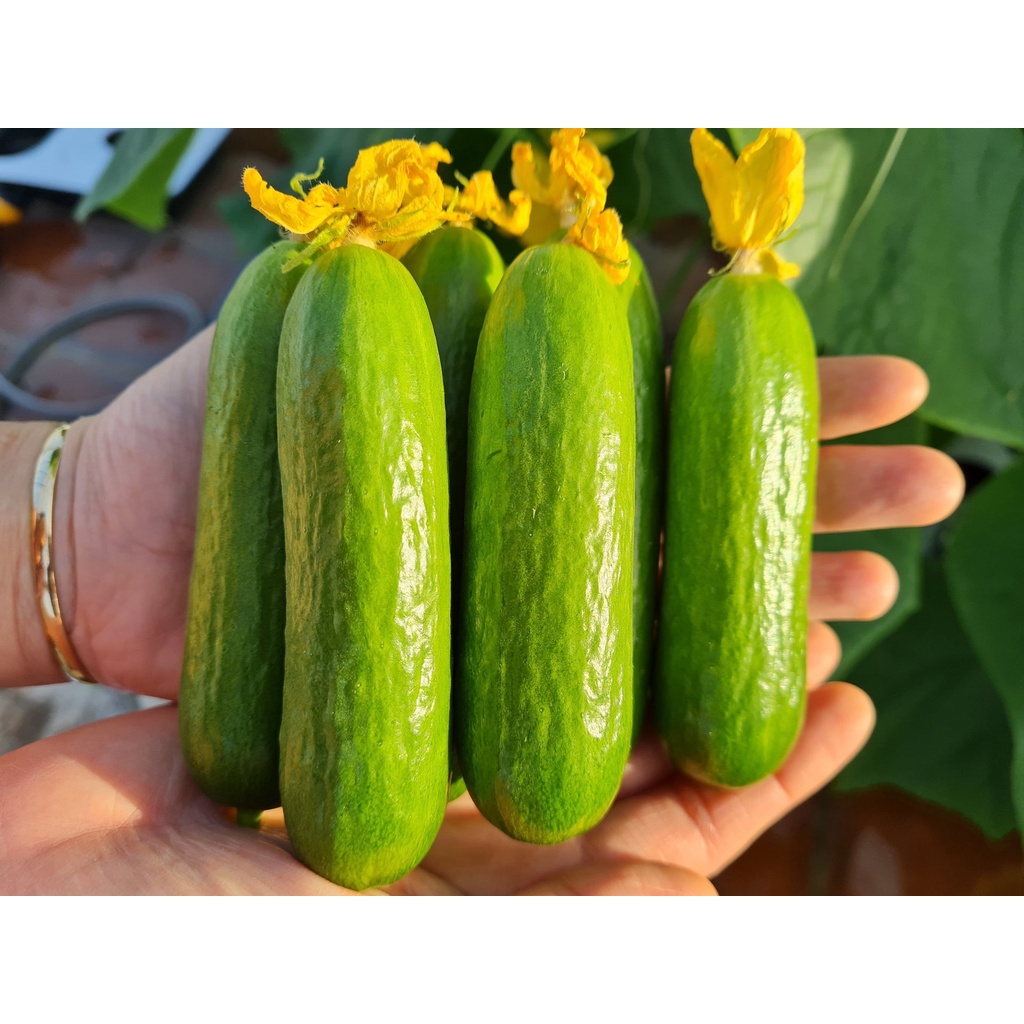 Hạt giống dưa leo baby - 15 hạt, nhiều trái giòn ngọt ít ruột Seed Land