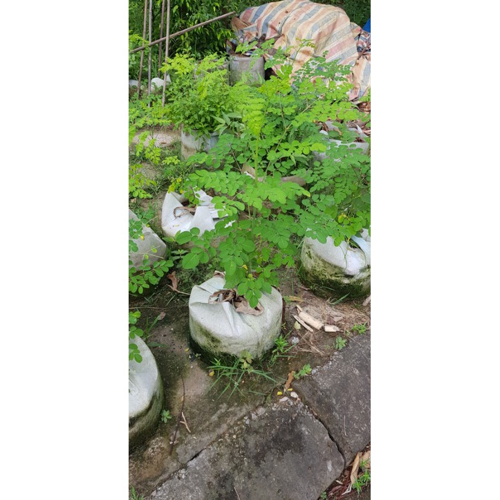 Cây chùm ngây(Rau chùm ngây)/Moringa tree