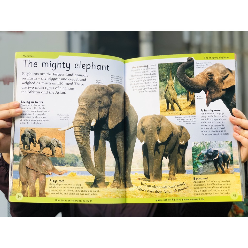 Sách: First Animal Encyclopedia - Bách Khoa Toàn Thư về Động Vật